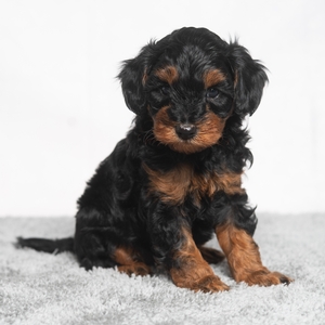 Monty